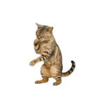 やたら人間っぽい猫たち（個別スタンプ：14）