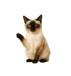 やたら人間っぽい猫たち（個別スタンプ：15）