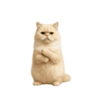 やたら人間っぽい猫たち（個別スタンプ：16）