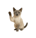 やたら人間っぽい猫たち（個別スタンプ：18）
