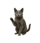 やたら人間っぽい猫たち（個別スタンプ：19）
