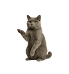 やたら人間っぽい猫たち（個別スタンプ：21）