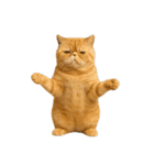 やたら人間っぽい猫たち（個別スタンプ：23）