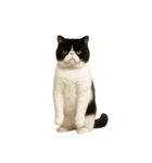 やたら人間っぽい猫たち（個別スタンプ：24）