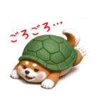 カメ柴3D ver1.0（個別スタンプ：19）