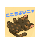 サビ猫しーちゃん（個別スタンプ：4）