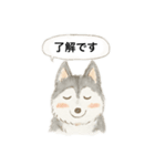 ハスキーさんのスタンプ（個別スタンプ：1）