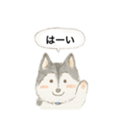 ハスキーさんのスタンプ（個別スタンプ：3）