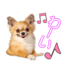 藤井家のこころ＆さくら＆コロ＆フクちゃん（個別スタンプ：1）