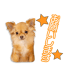藤井家のこころ＆さくら＆コロ＆フクちゃん（個別スタンプ：8）