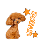 塚本家のピノちゃん（個別スタンプ：7）