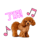 塚本家のピノちゃん（個別スタンプ：8）