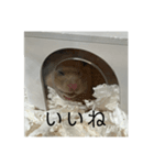 きぬ・もめん・いなり3（個別スタンプ：1）