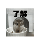 きぬ・もめん・いなり3（個別スタンプ：2）