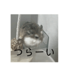きぬ・もめん・いなり3（個別スタンプ：4）