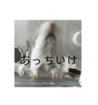 きぬ・もめん・いなり3（個別スタンプ：5）