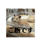 きぬ・もめん・いなり3（個別スタンプ：6）