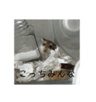 きぬ・もめん・いなり3（個別スタンプ：7）