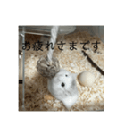 きぬ・もめん・いなり3（個別スタンプ：8）