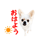 チワワのもちデス！ 実写 家族で毎日使える（個別スタンプ：1）