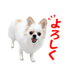 チワワのもちデス！ 実写 家族で毎日使える（個別スタンプ：2）