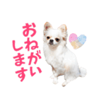 チワワのもちデス！ 実写 家族で毎日使える（個別スタンプ：3）