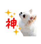 チワワのもちデス！ 実写 家族で毎日使える（個別スタンプ：4）
