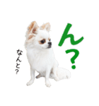 チワワのもちデス！ 実写 家族で毎日使える（個別スタンプ：5）