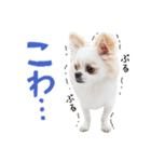 チワワのもちデス！ 実写 家族で毎日使える（個別スタンプ：6）