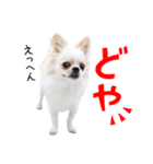 チワワのもちデス！ 実写 家族で毎日使える（個別スタンプ：7）