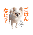 チワワのもちデス！ 実写 家族で毎日使える（個別スタンプ：8）