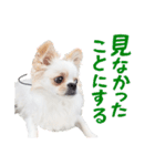 チワワのもちデス！ 実写 家族で毎日使える（個別スタンプ：9）