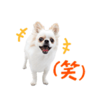 チワワのもちデス！ 実写 家族で毎日使える（個別スタンプ：10）