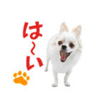 チワワのもちデス！ 実写 家族で毎日使える（個別スタンプ：12）