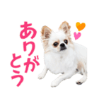 チワワのもちデス！ 実写 家族で毎日使える（個別スタンプ：13）