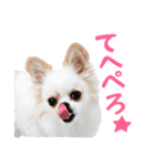 チワワのもちデス！ 実写 家族で毎日使える（個別スタンプ：16）