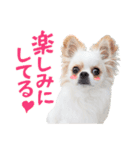 チワワのもちデス！ 実写 家族で毎日使える（個別スタンプ：18）