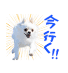 チワワのもちデス！ 実写 家族で毎日使える（個別スタンプ：22）