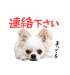 チワワのもちデス！ 実写 家族で毎日使える（個別スタンプ：24）