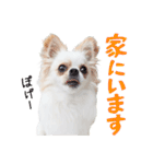 チワワのもちデス！ 実写 家族で毎日使える（個別スタンプ：25）