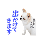 チワワのもちデス！ 実写 家族で毎日使える（個別スタンプ：26）