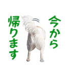 チワワのもちデス！ 実写 家族で毎日使える（個別スタンプ：27）