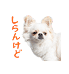 チワワのもちデス！ 実写 家族で毎日使える（個別スタンプ：28）