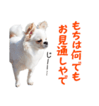 チワワのもちデス！ 実写 家族で毎日使える（個別スタンプ：29）