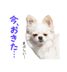 チワワのもちデス！ 実写 家族で毎日使える（個別スタンプ：30）