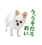 チワワのもちデス！ 実写 家族で毎日使える（個別スタンプ：31）
