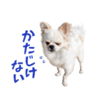チワワのもちデス！ 実写 家族で毎日使える（個別スタンプ：32）