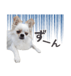 チワワのもちデス！ 実写 家族で毎日使える（個別スタンプ：34）