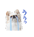 チワワのもちデス！ 実写 家族で毎日使える（個別スタンプ：35）