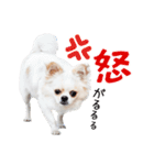 チワワのもちデス！ 実写 家族で毎日使える（個別スタンプ：36）